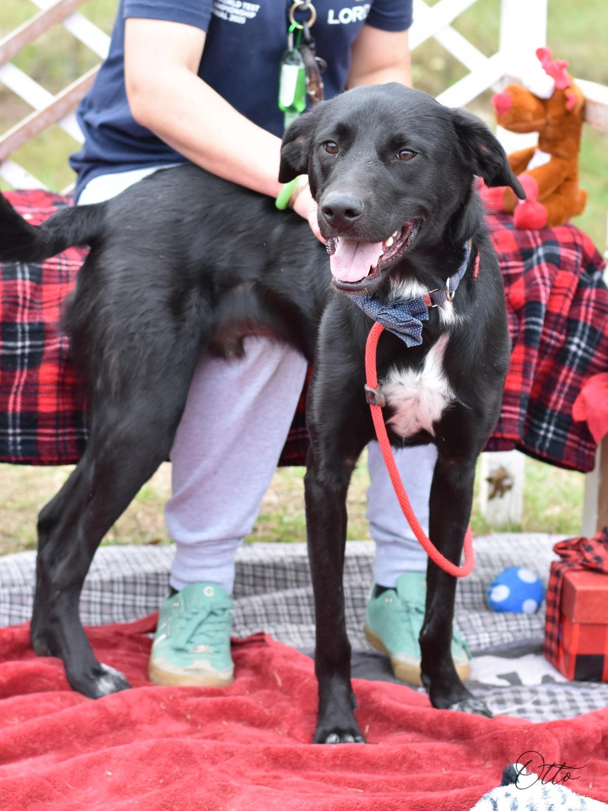 Enlarge Otto, a Adoptable mixed breed in Austin, TX image 3/6