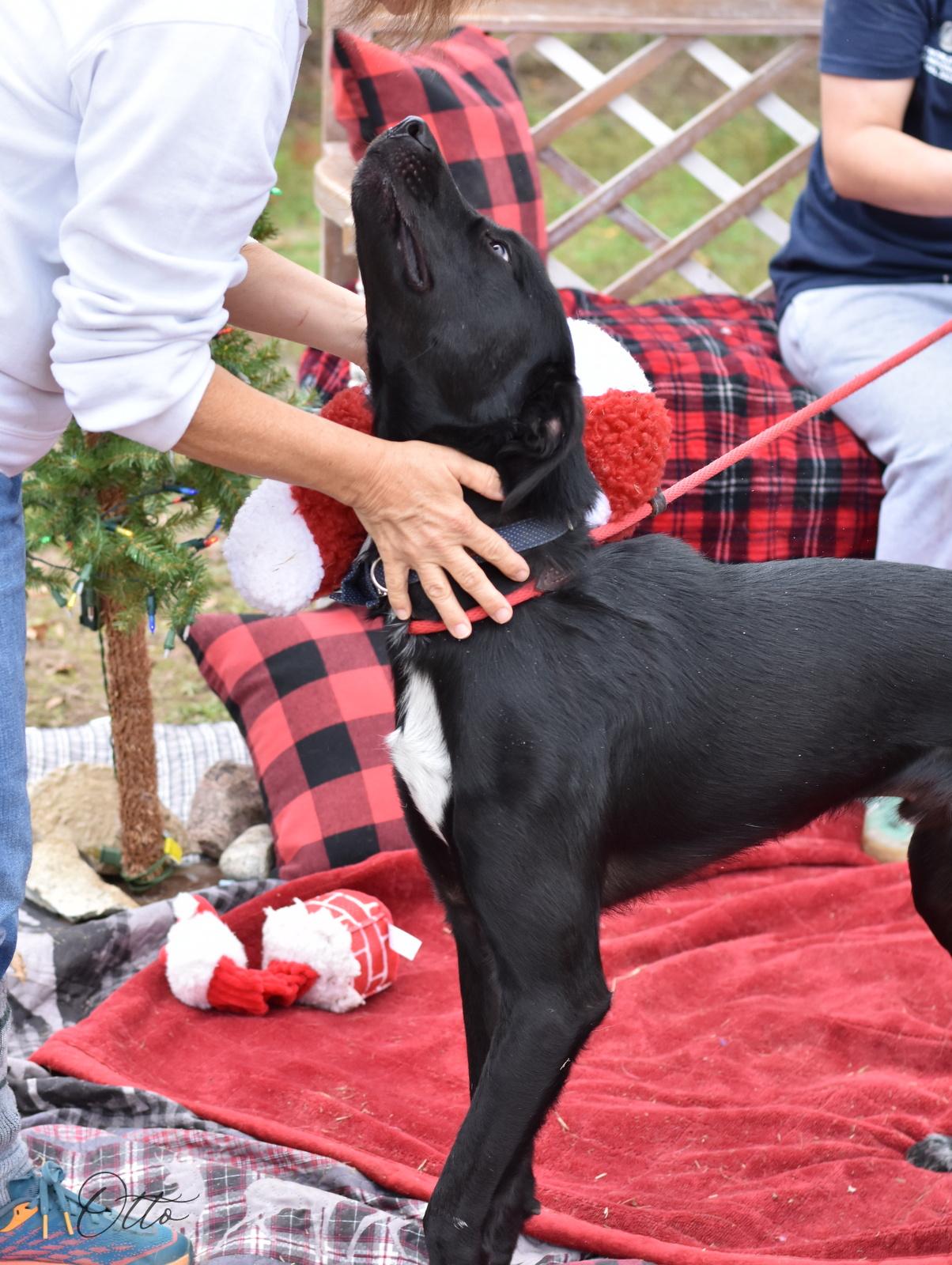 Enlarge Otto, a Adoptable mixed breed in Austin, TX image 6/6