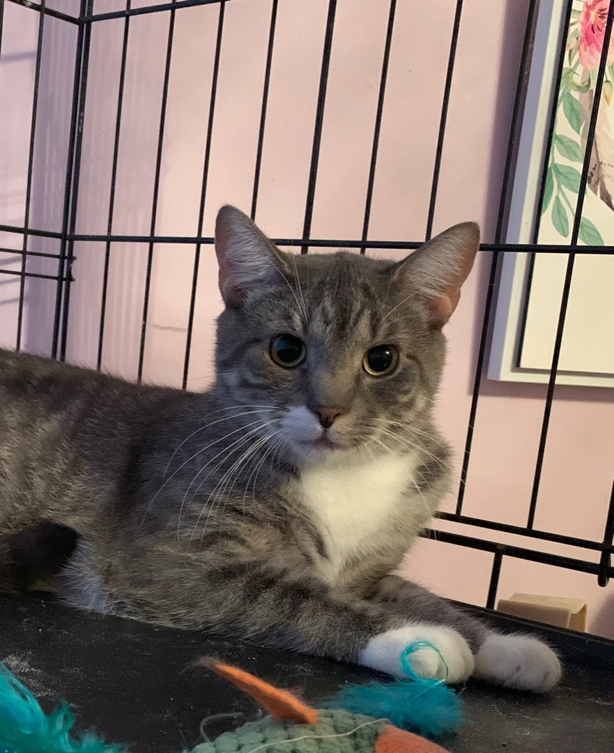 Elvis, Adoptable, Young Male Domestic Short Hair.