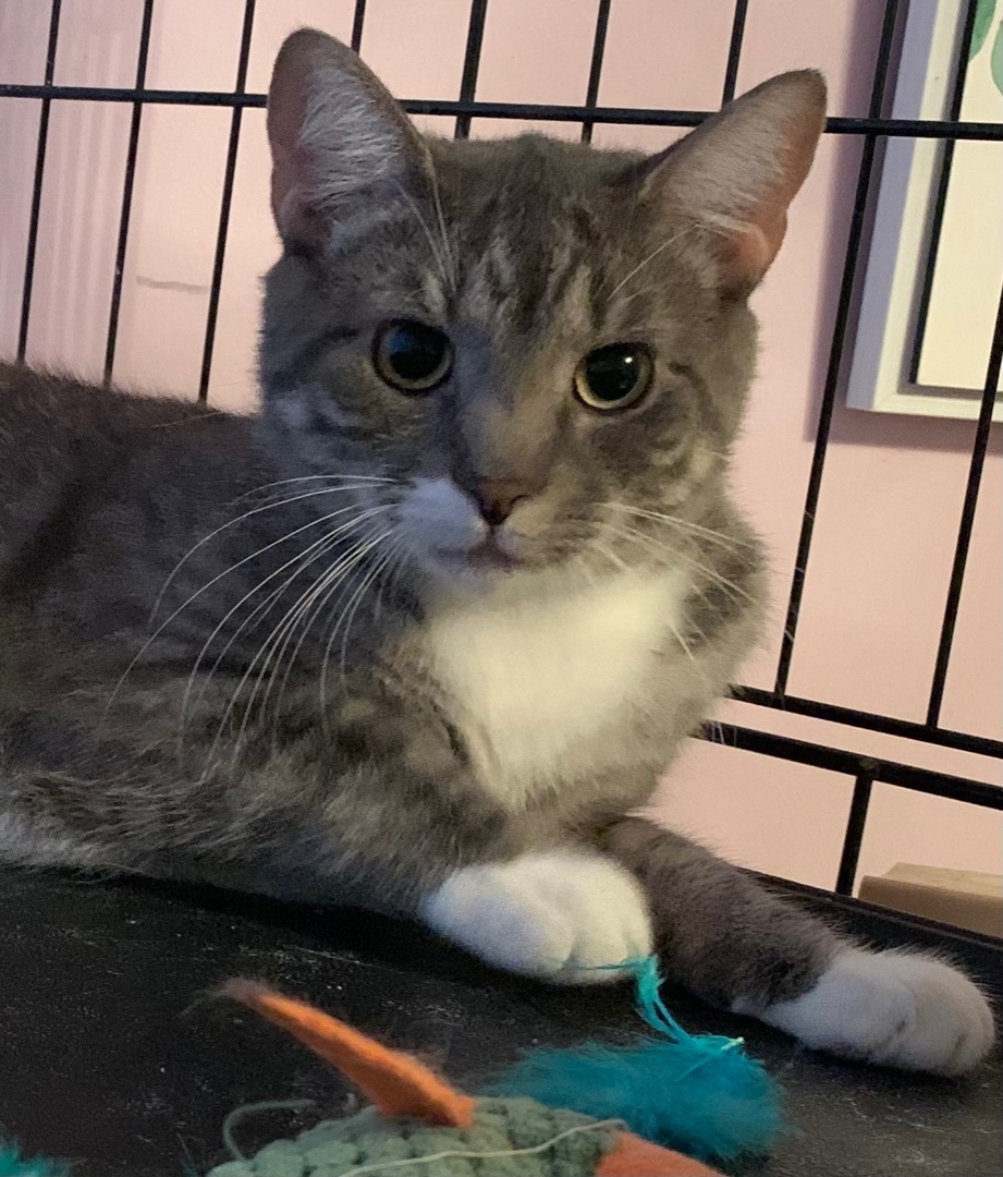 Enlarge Elvis, a Adoptable Domestic Short Hair in West New York, NJ image 2/10