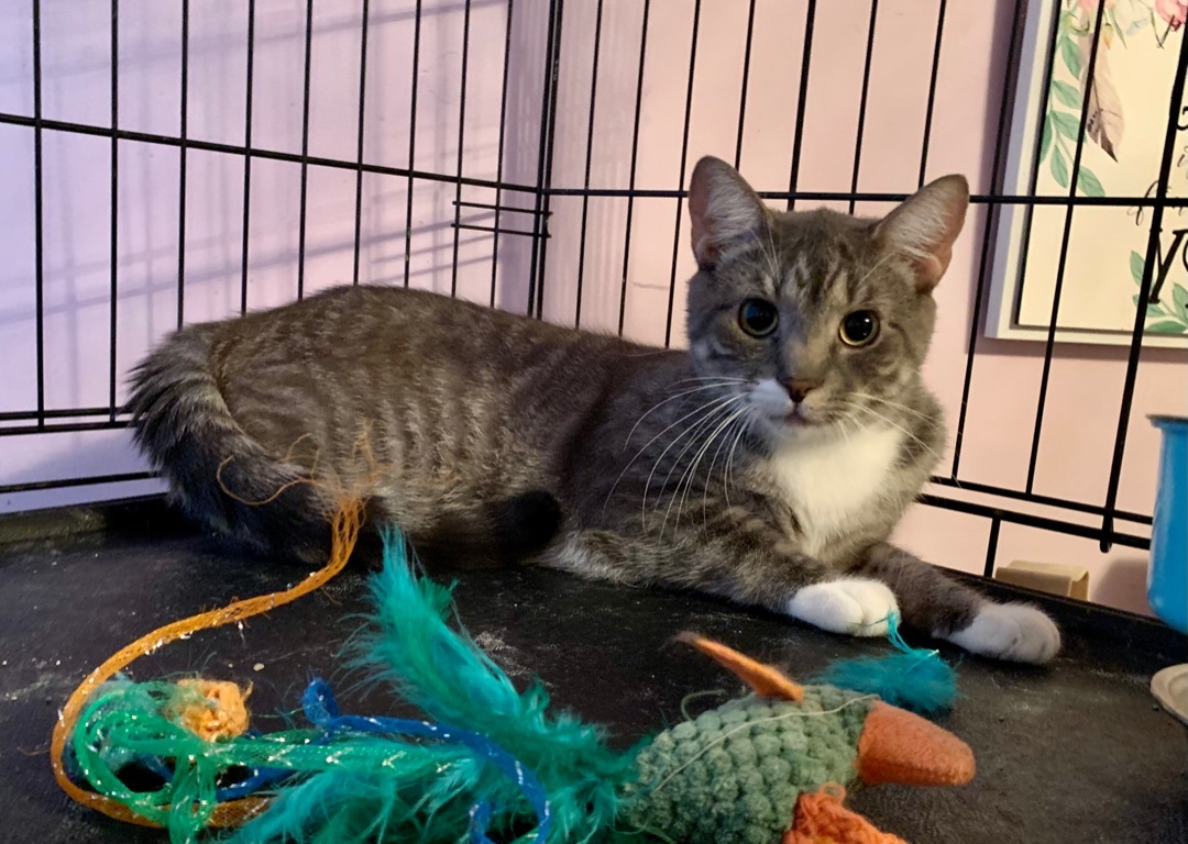 Enlarge Elvis, a Adoptable Domestic Short Hair in West New York, NJ image 3/10