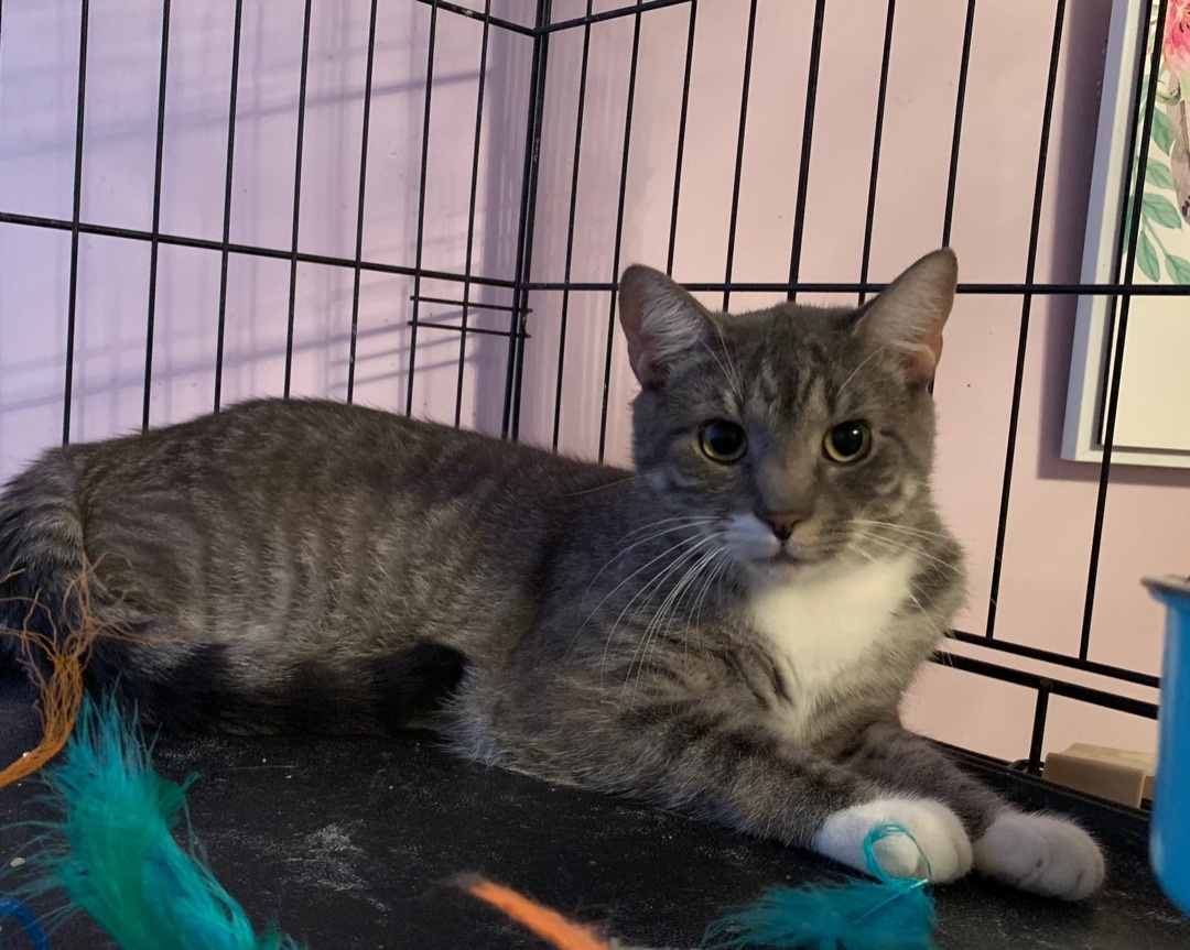 Enlarge Elvis, a Adoptable Domestic Short Hair in West New York, NJ image 4/10