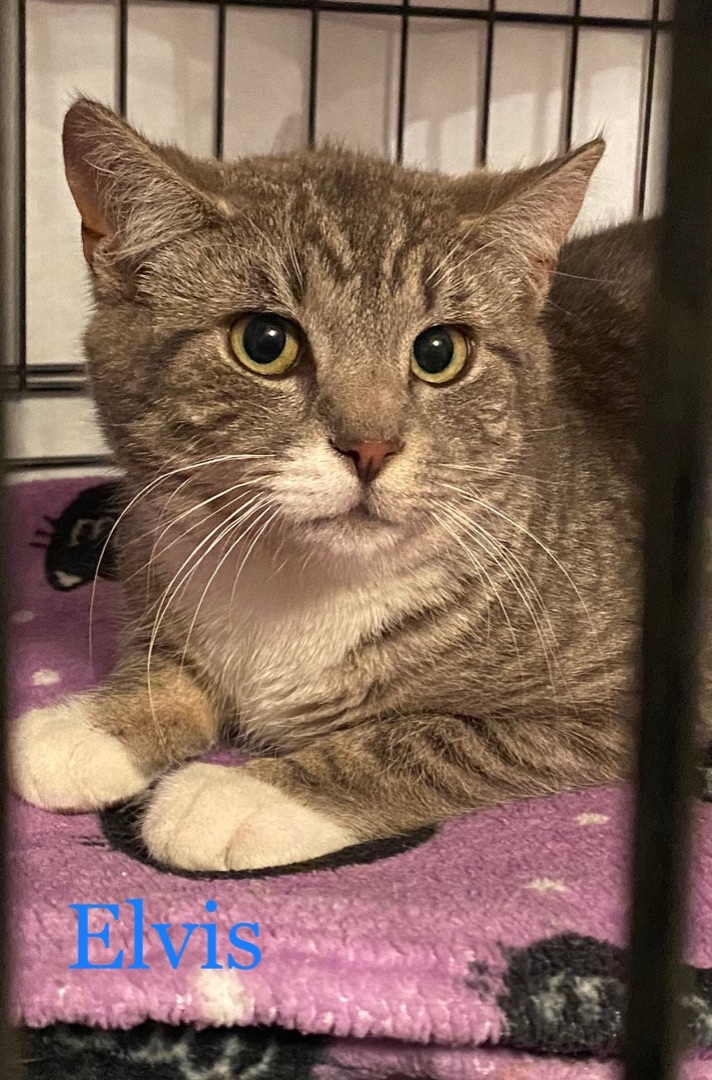Enlarge Elvis, a Adoptable Domestic Short Hair in West New York, NJ image 5/10