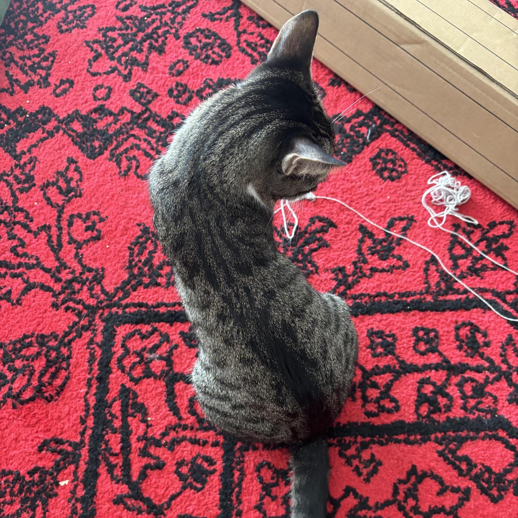 Enlarge Lucy, a Adoptable American Shorthair in Medford, MA image 3/4