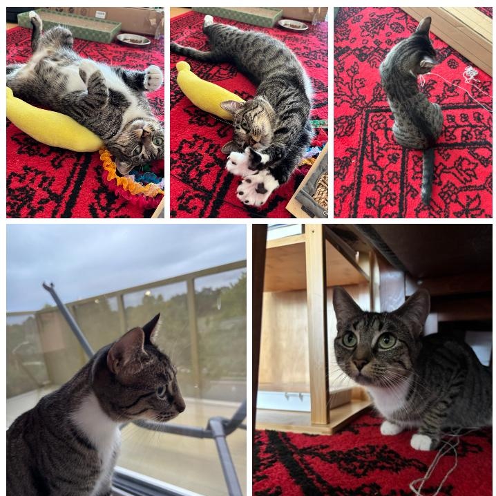 Enlarge Lucy, a Adoptable American Shorthair in Medford, MA image 4/4
