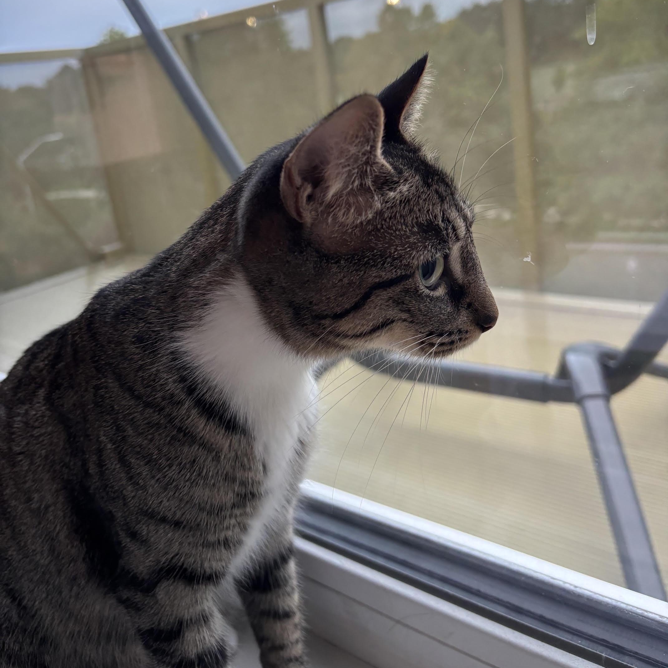 Enlarge Lucy, a Adoptable American Shorthair in Medford, MA image 2/4