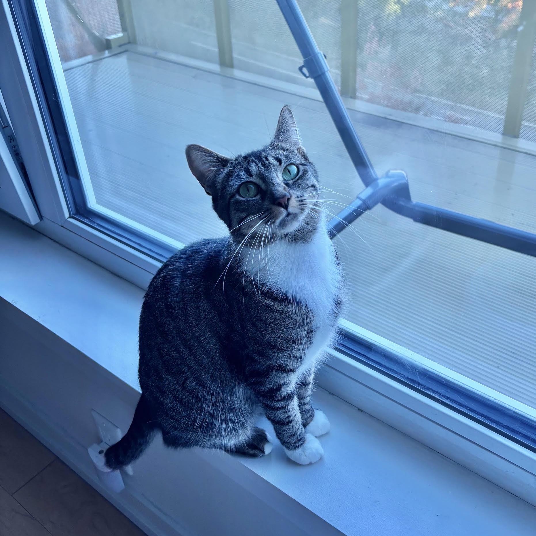 Lucy, Adoptable, Young Female American Shorthair.