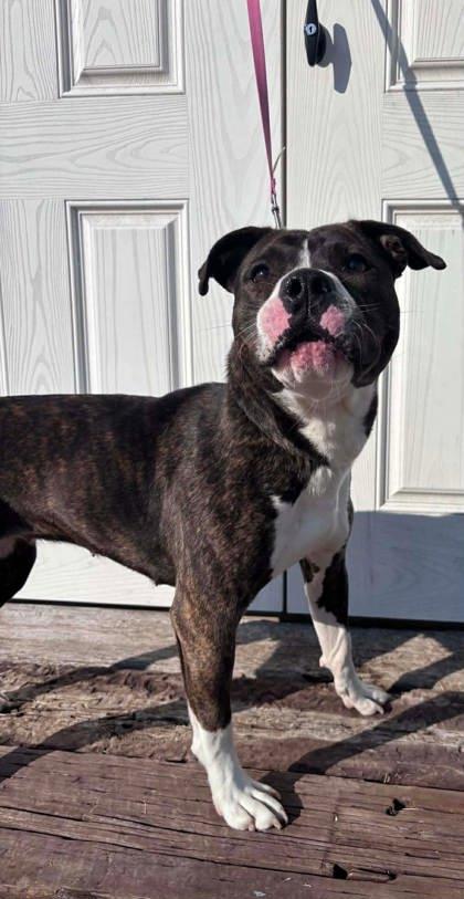 Enlarge Purdy, a Adoptable mixed breed in McCook, NE image 1/3