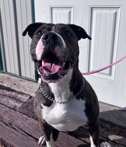 Enlarge Purdy, a Adoptable mixed breed in McCook, NE image 2/3