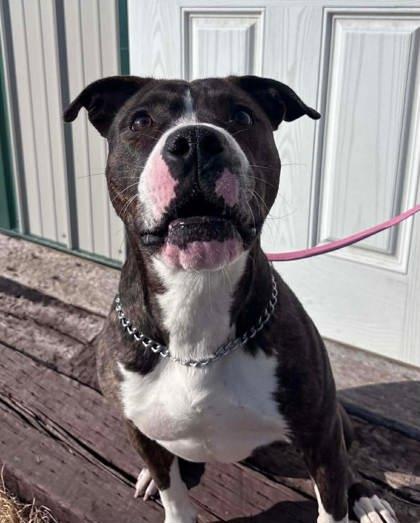 Enlarge Purdy, a Adoptable mixed breed in McCook, NE image 3/3