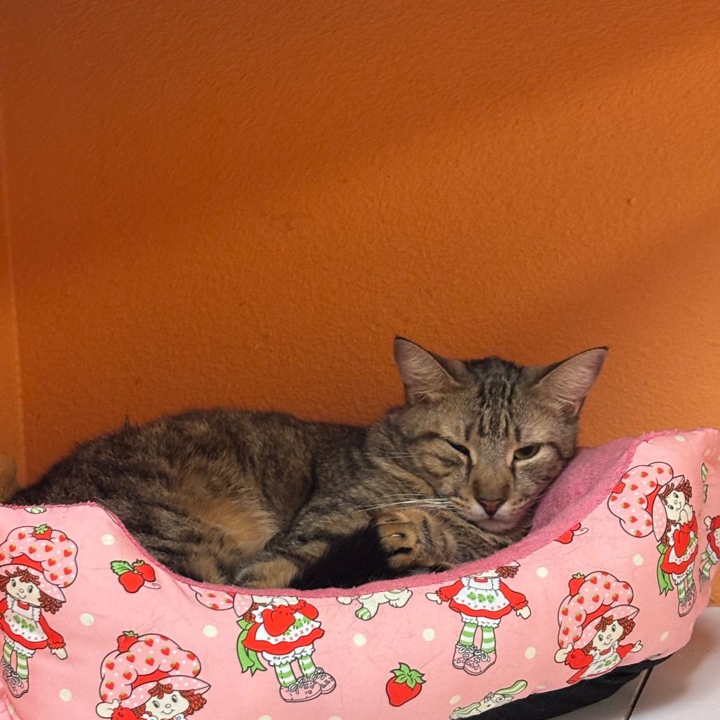 Enlarge Rafeal, a Adoptable American Shorthair in Fulton, TX image 2/2