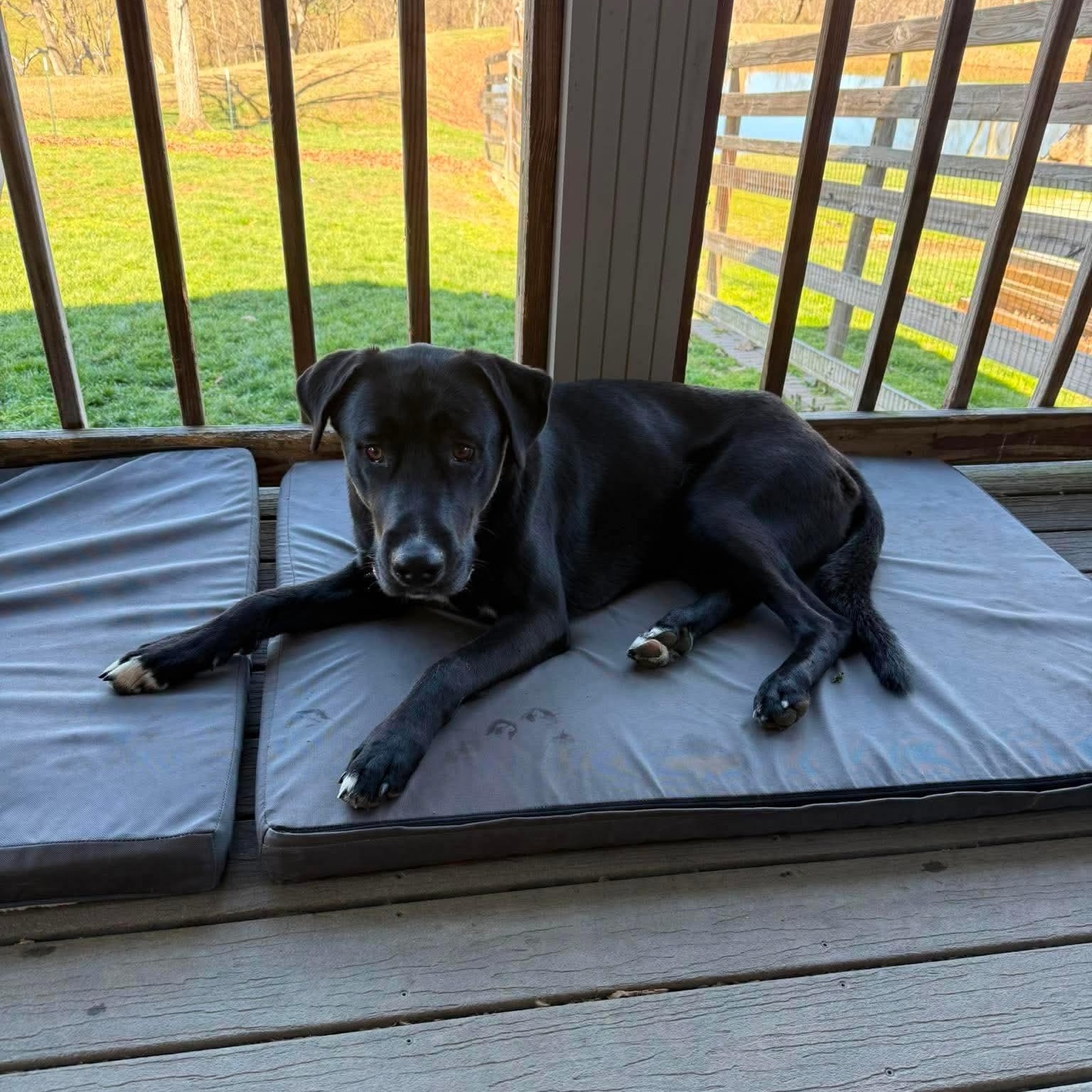 Nico, ADOPTABLE, Young Male Great Dane & Siberian Husky.