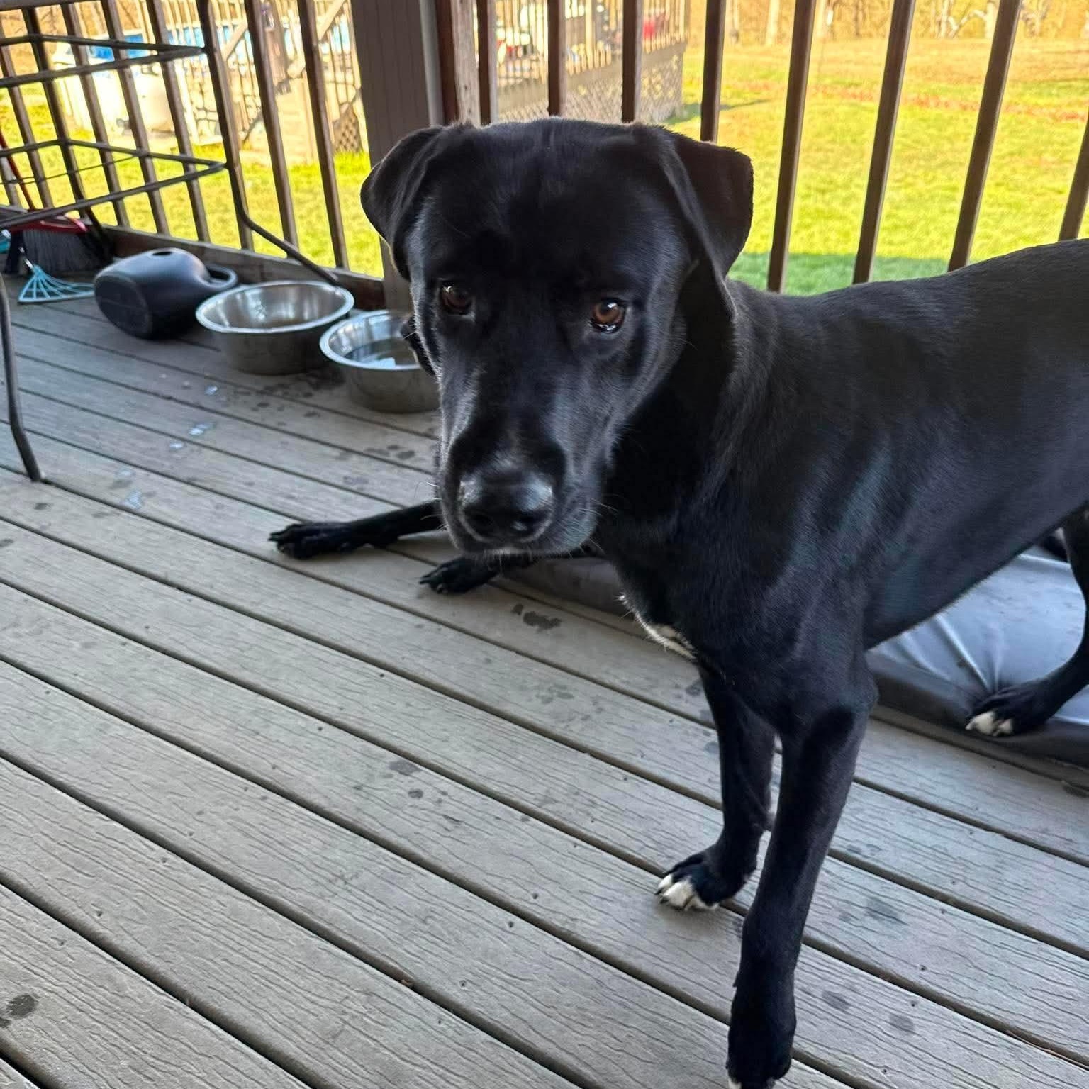 Enlarge Nico, a ADOPTABLE mixed breed in Oak Hill, OH image 2/2