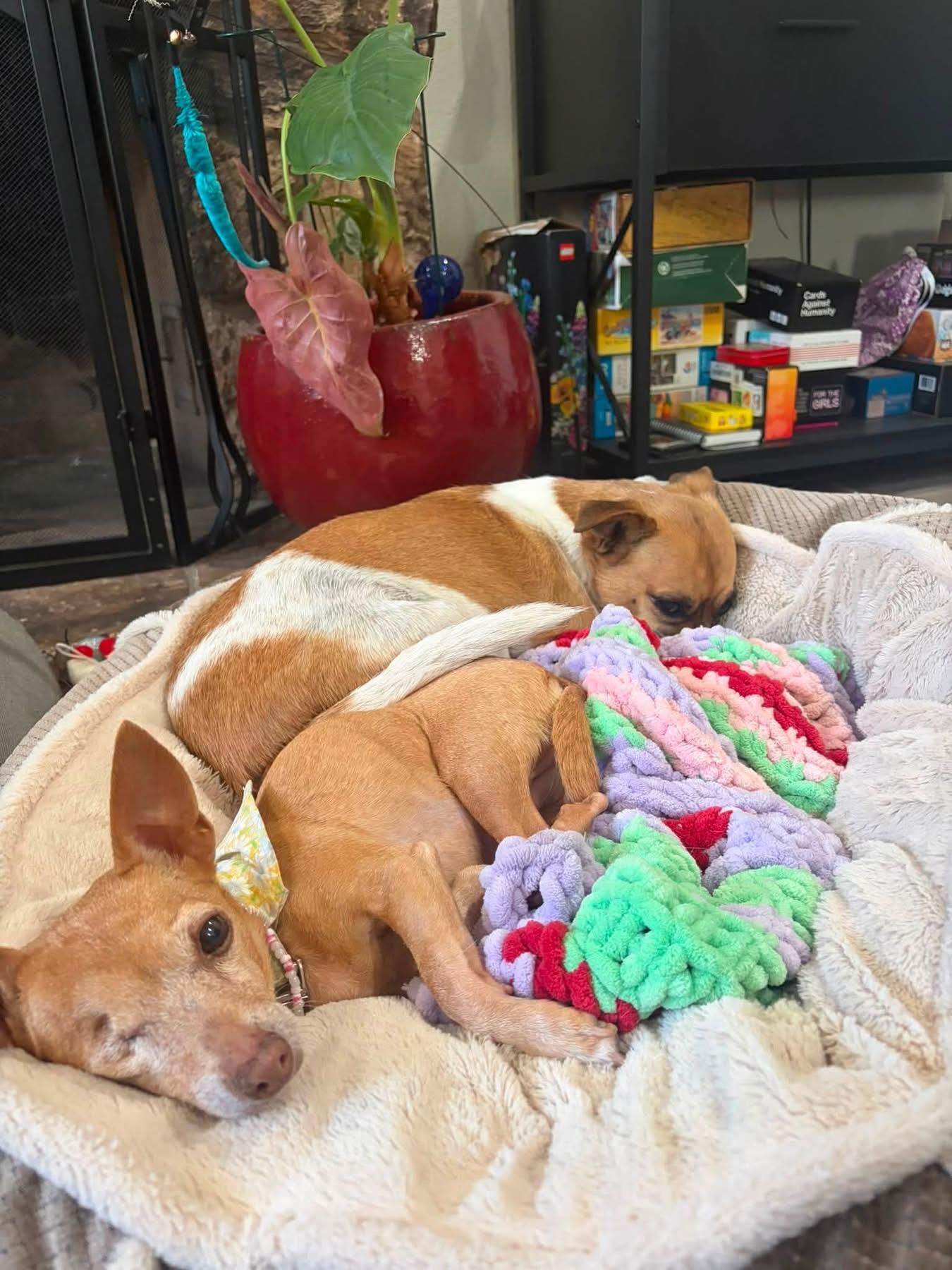 Lexy, a Adoptable mixed breed in Sacramento, CA image 3/5