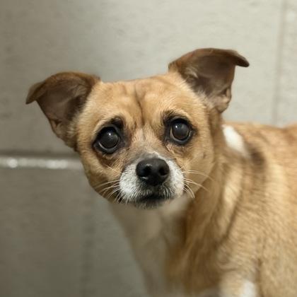 Lexy, a Adoptable mixed breed in Sacramento, CA image 2/4