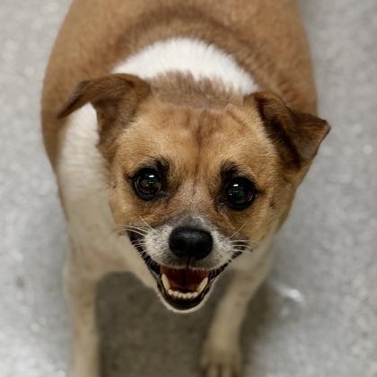 Lexy, Adoptable, Adult Female Chihuahua & American Staffordshire Terrier.