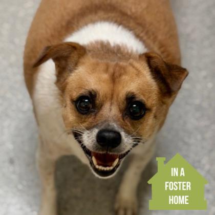 Lexy, Adoptable, Adult Female Chihuahua.