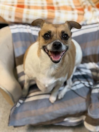 Lexy, a Adoptable mixed breed in Sacramento, CA image 4/4