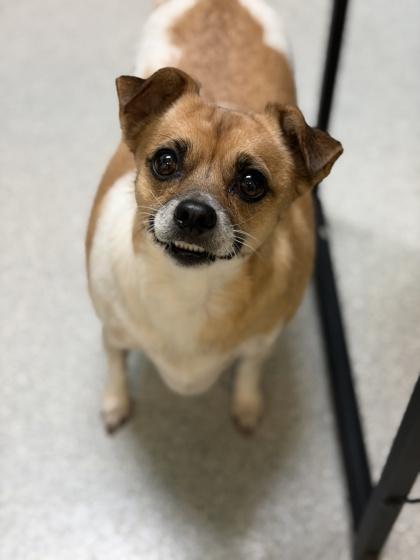 Lexy, a Adoptable mixed breed in Sacramento, CA image 3/4