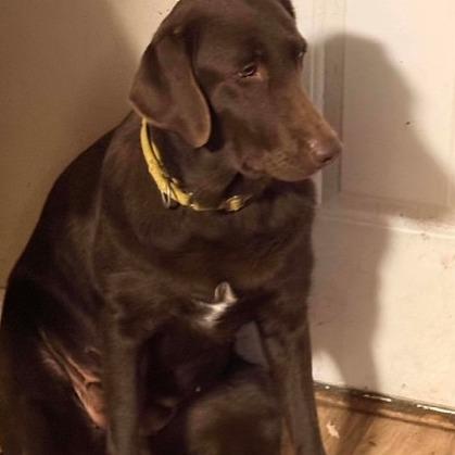 Dawn, Adoptable, Adult Female Chocolate Labrador Retriever.