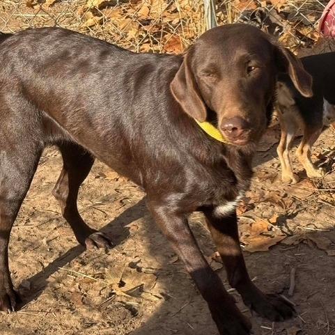 Enlarge Dawn, a Adoptable Chocolate Labrador Retriever in Pittsburg, KS image 2/4