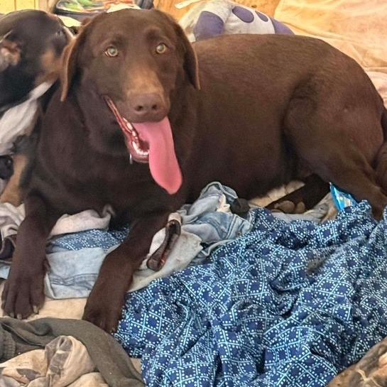 Enlarge Dawn, a Adoptable Chocolate Labrador Retriever in Pittsburg, KS image 3/4