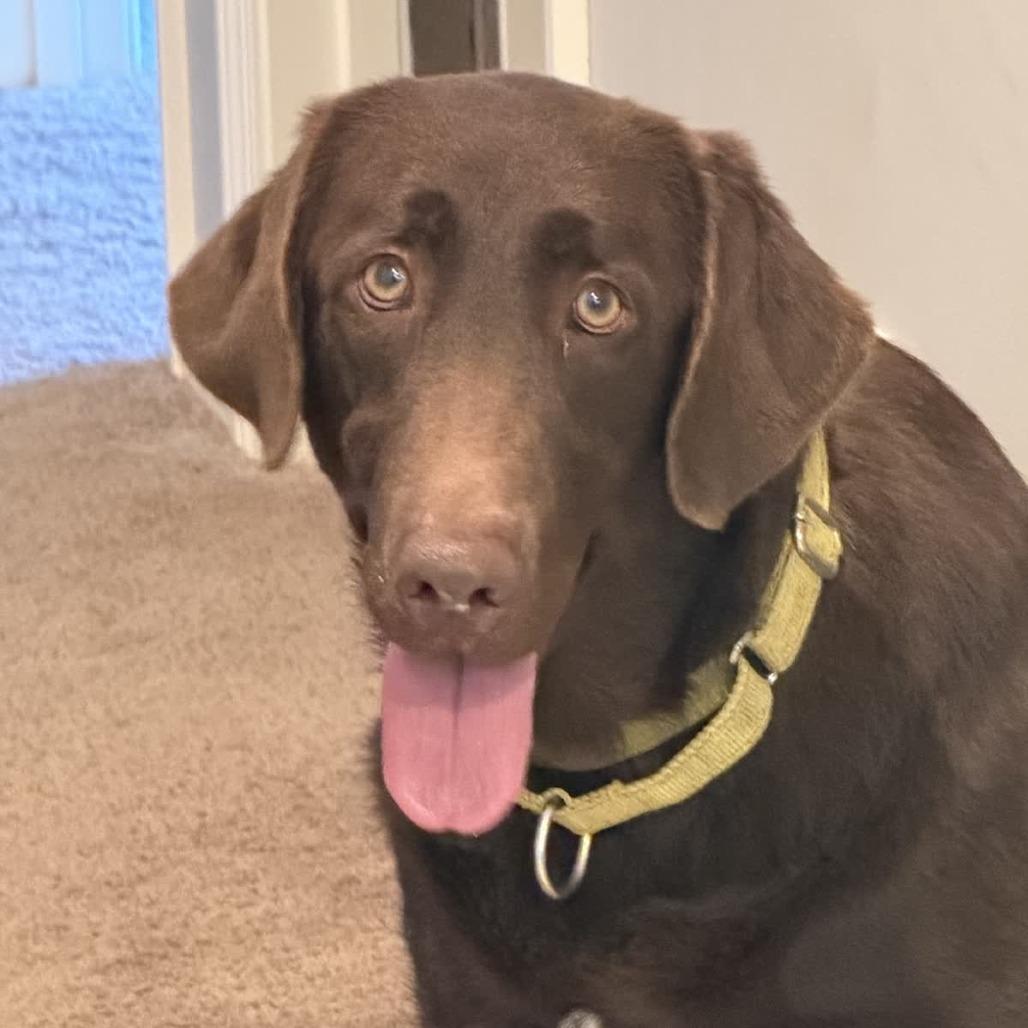 Enlarge Dawn, a Adoptable Chocolate Labrador Retriever in Pittsburg, KS image 4/4