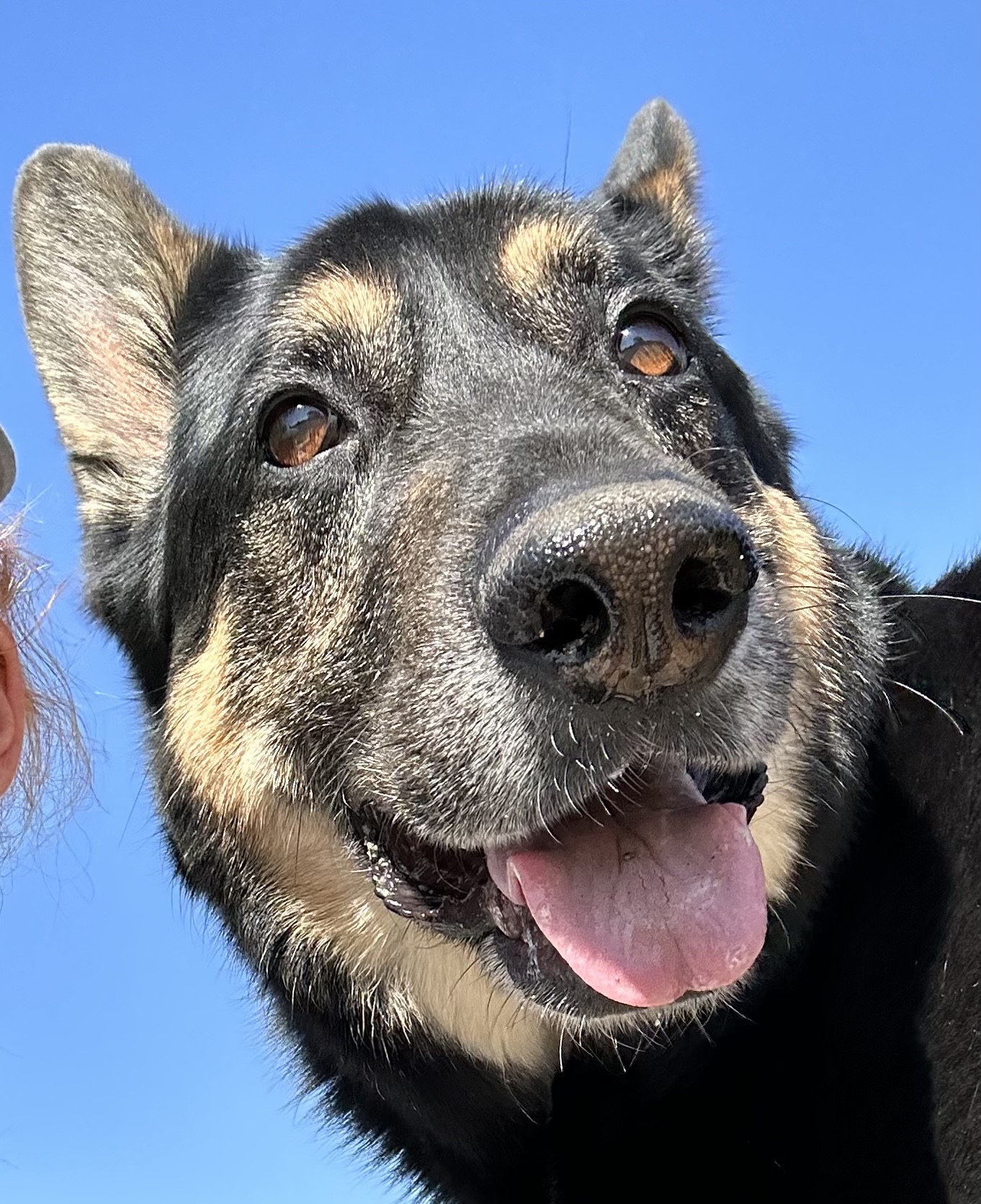 Kubo, Adoptable, Senior Male German Shepherd Dog.