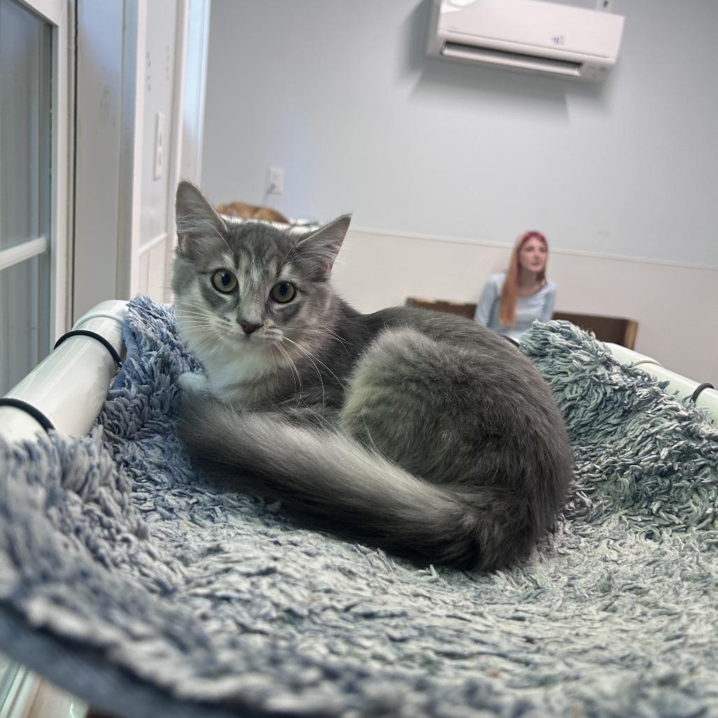 Muffin 26-0458, Adoptable, Kitten Female Domestic Medium Hair.