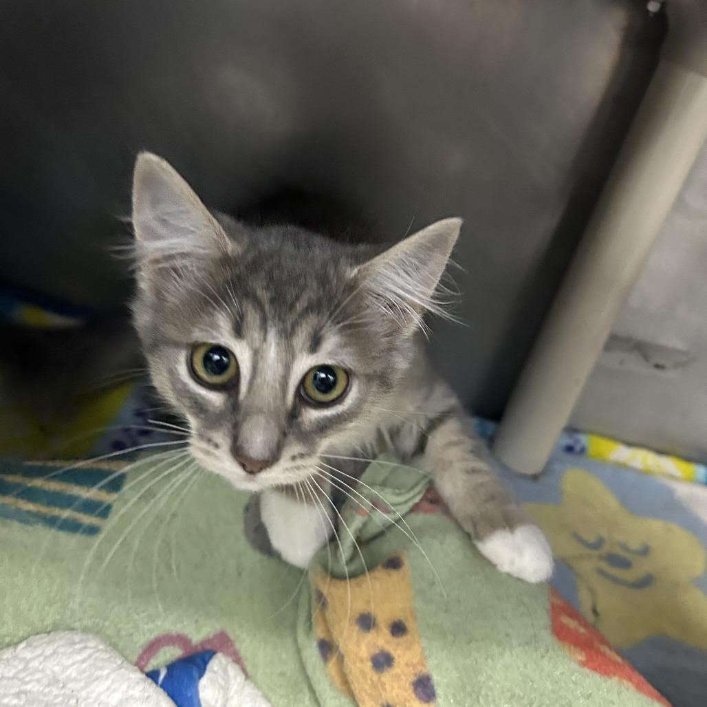 Enlarge Muffin 26-0458, a Adoptable Domestic Medium Hair in Yanceyville, NC image 2/2