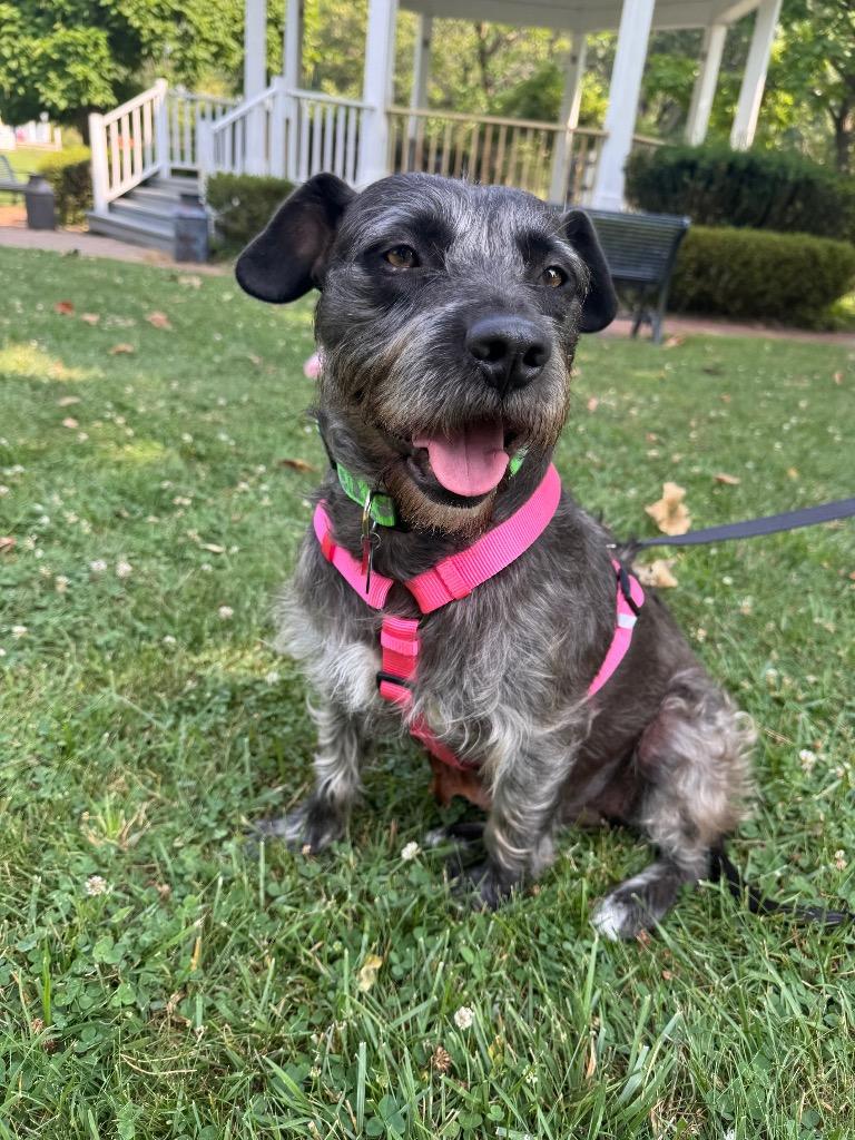 Maddie, a Adoptable mixed breed in West Bloomfield, MI image 2/6