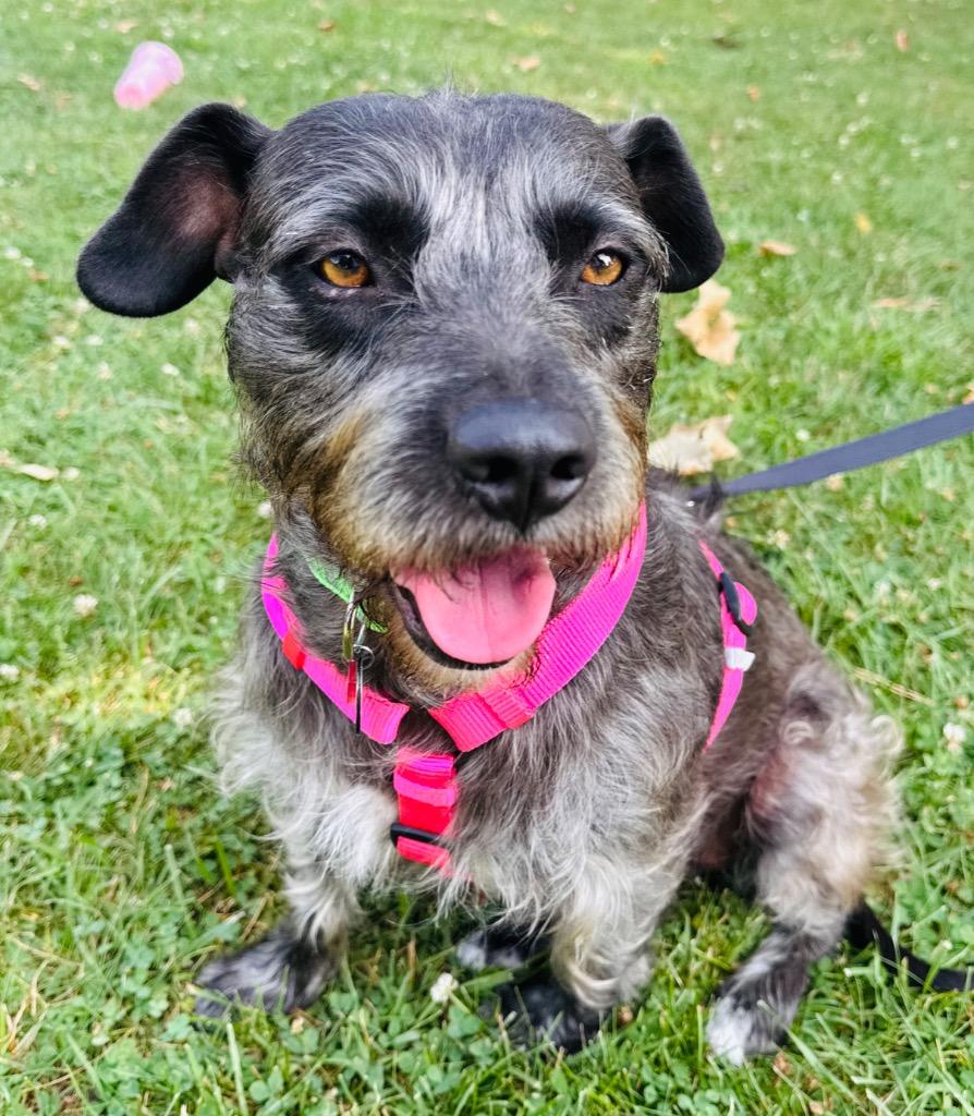 Maddie, a Adoptable mixed breed in West Bloomfield, MI image 3/6