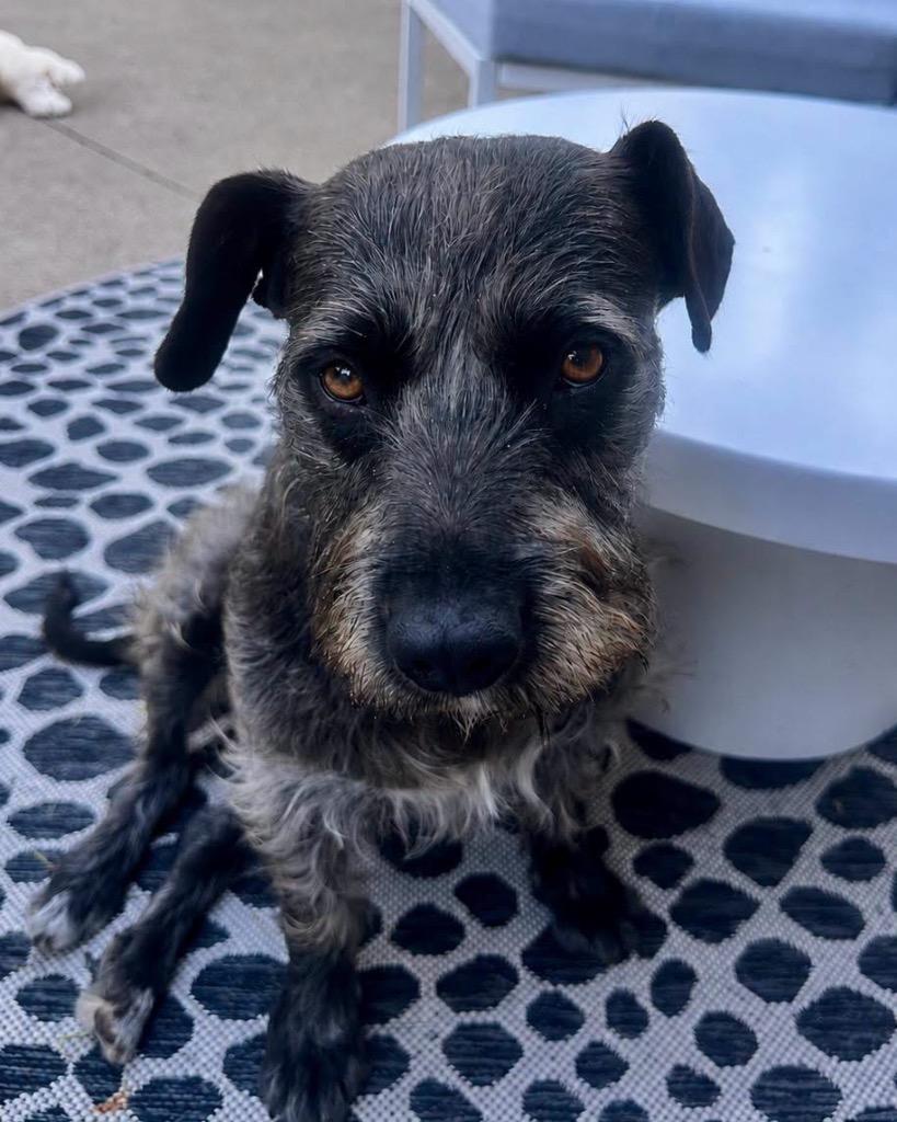 Maddie, a Adoptable mixed breed in West Bloomfield, MI image 5/6