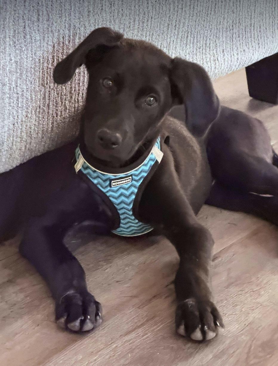 Goose, Adoptable, Puppy Male Black Labrador Retriever & Labrador Retriever.