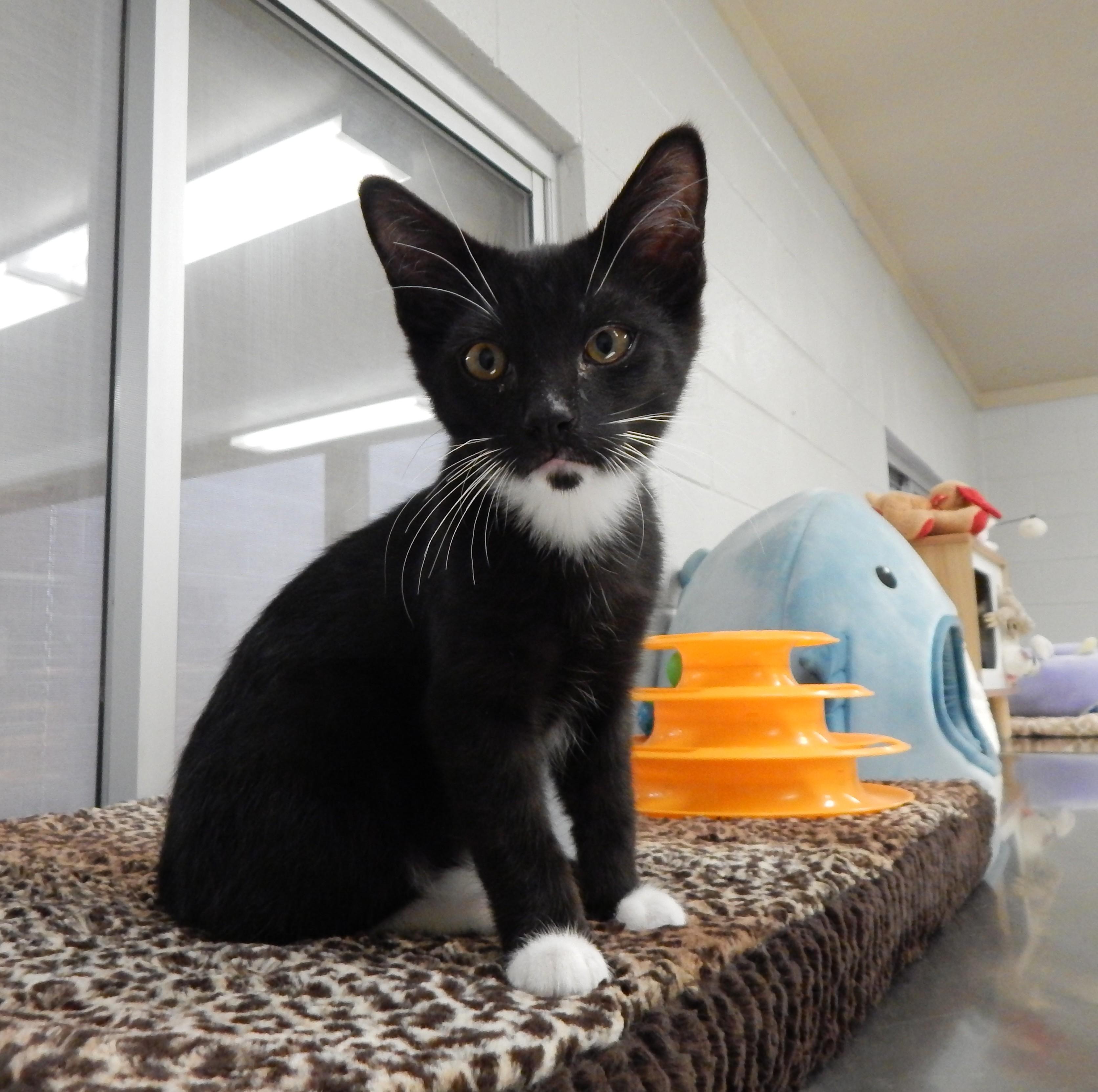 Tahoe, adopted, Kitten Male Tuxedo.