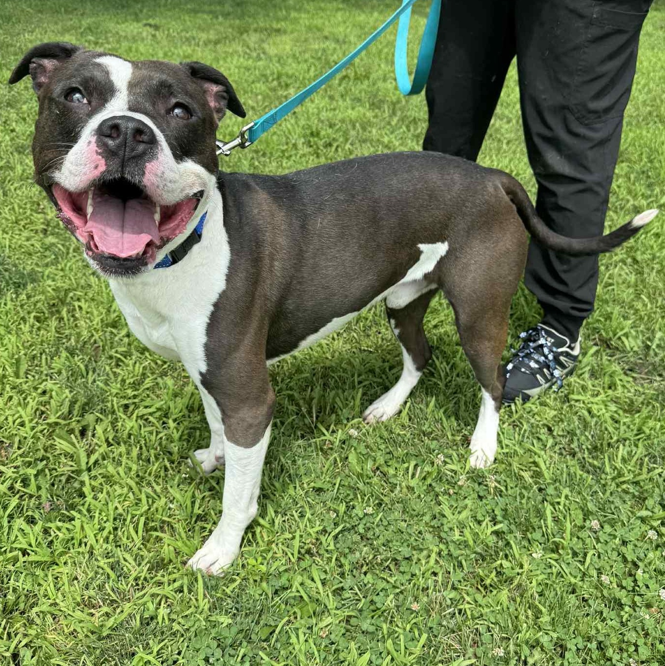 Enlarge Huck, a Adoptable mixed breed in Waterloo, IA image 4/4