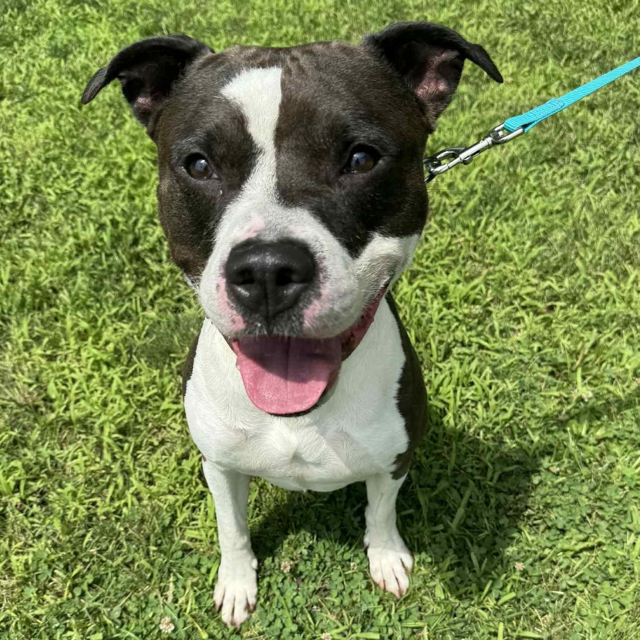 Enlarge Huck, a Adoptable mixed breed in Waterloo, IA image 2/4