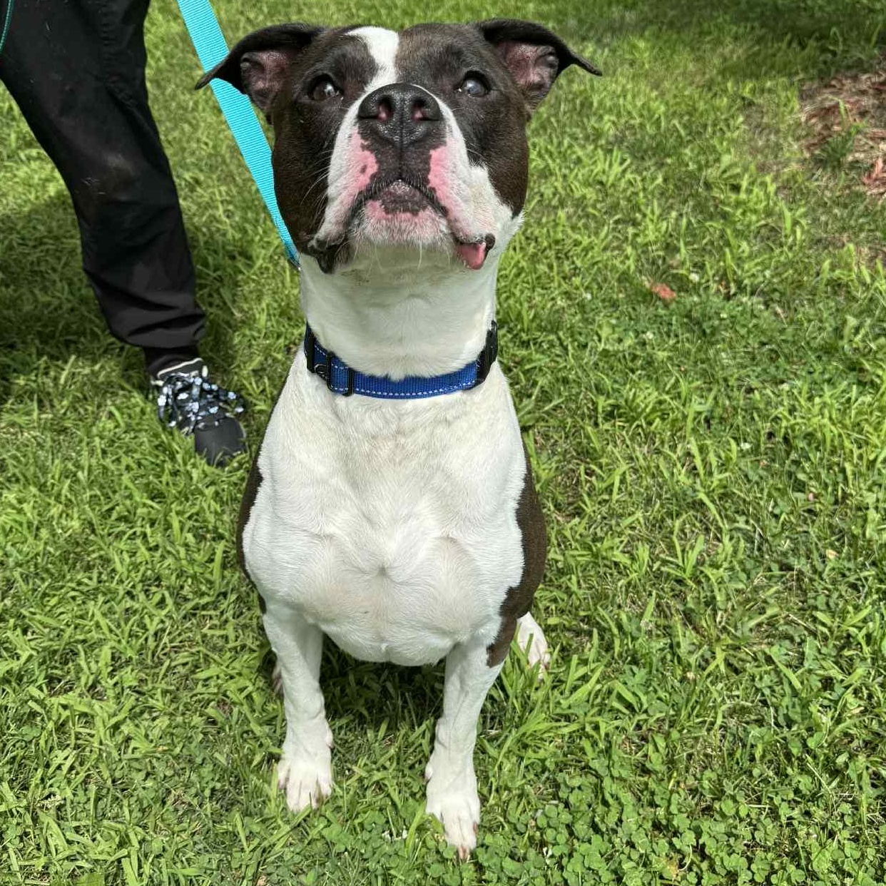 Huck, Adoptable, Adult Male Pit Bull Terrier.