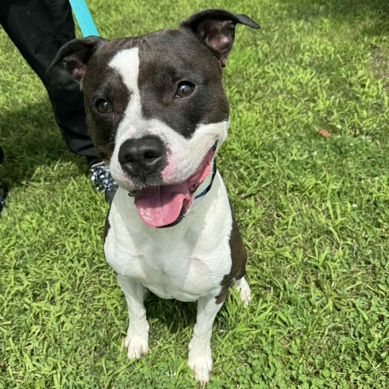 Enlarge Huck, a Adoptable mixed breed in Waterloo, IA image 3/4