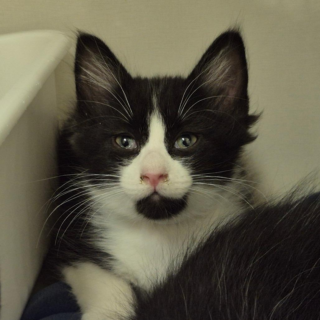 Enlarge Carson, a Adoptable Domestic Medium Hair in Newark, NJ image 2/2