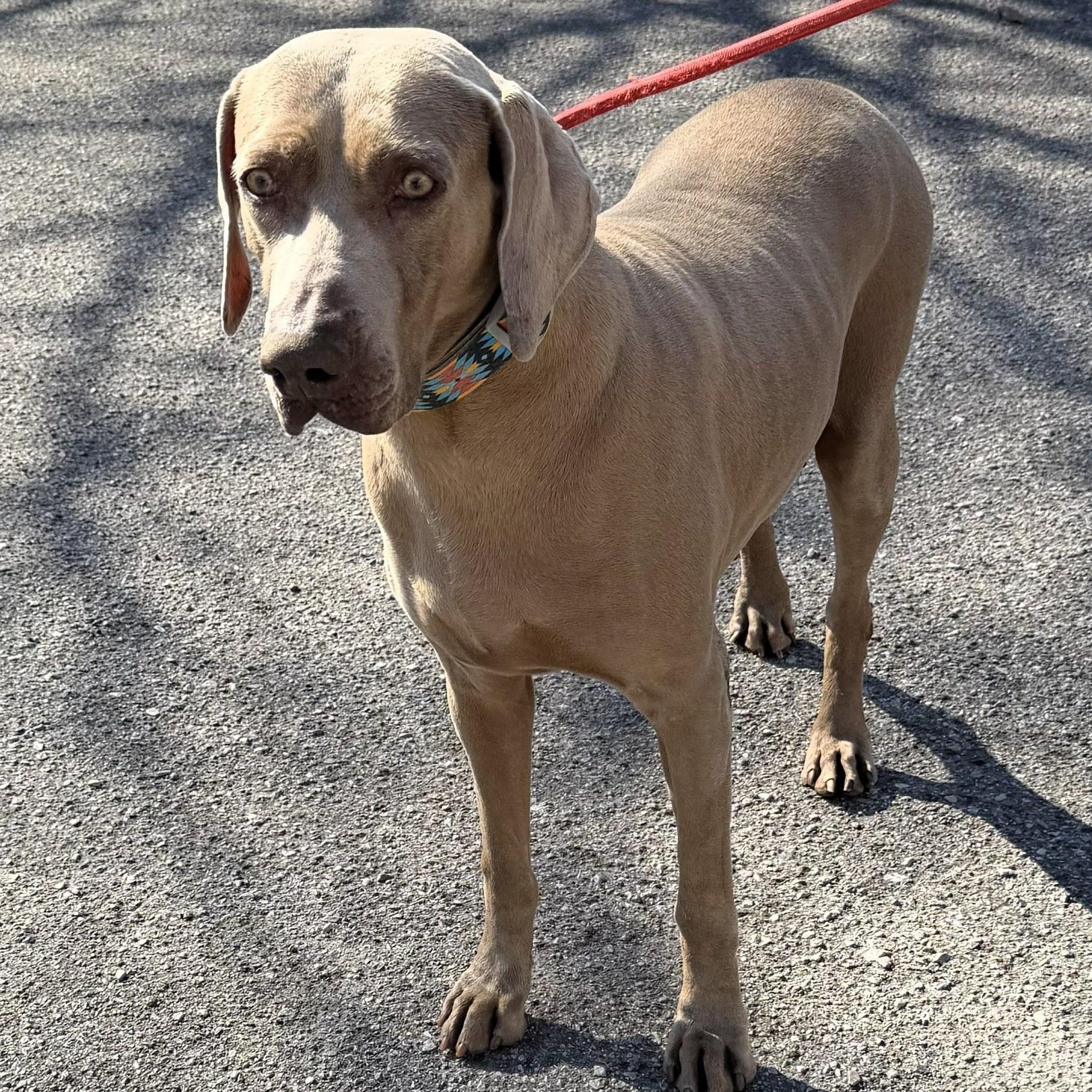 Alice, Adoptable, Adult Female Weimaraner.