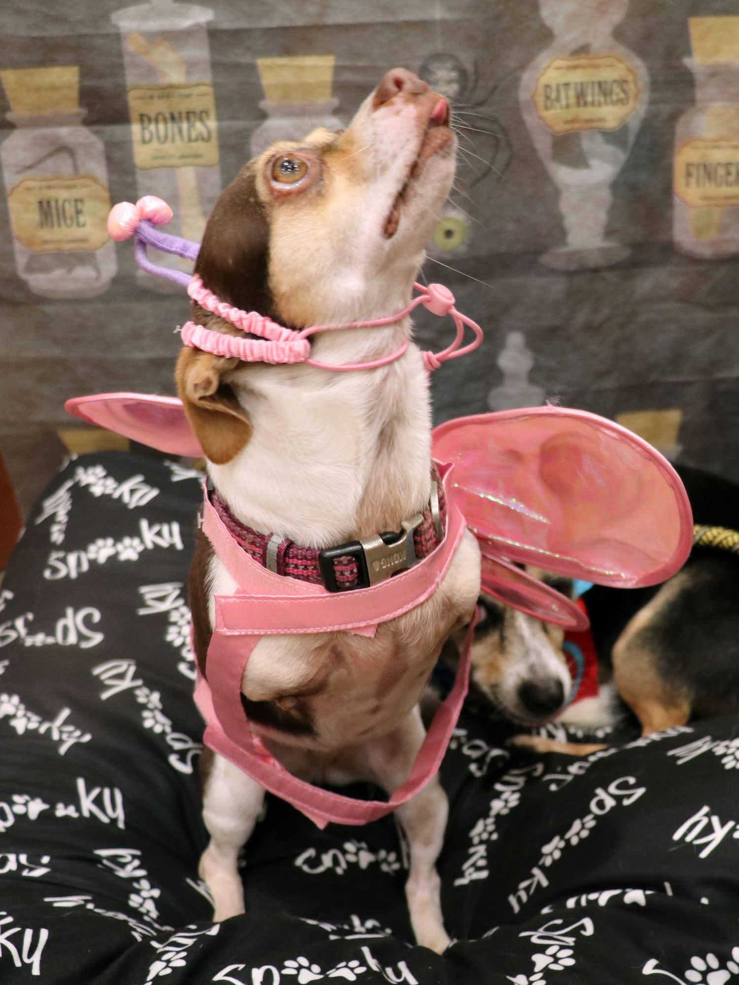 Remi (bonded with Harley), a Adoptable Chihuahua in Apple Valley, CA image 2/2