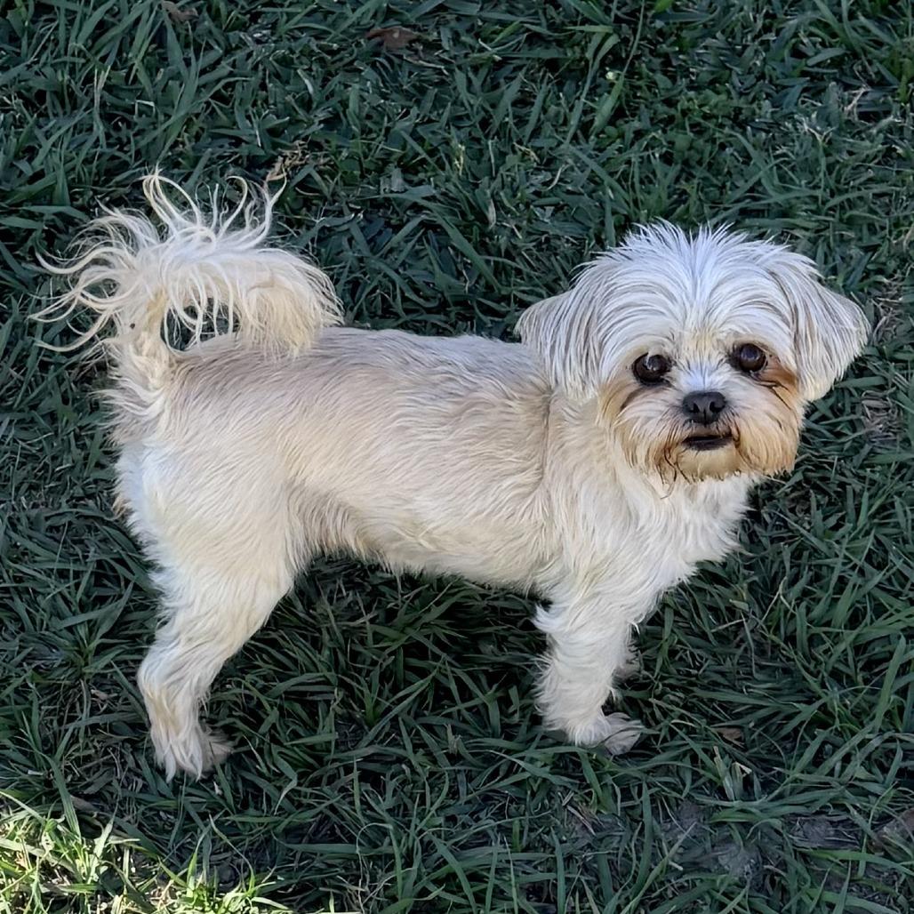 Pricey, Adoptable, Senior Female Shih Tzu.