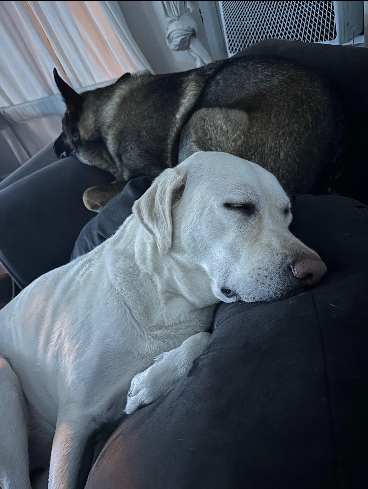 Luna and Sammy, a ADOPTABLE mixed breed in Mahwah, NJ image 6/6