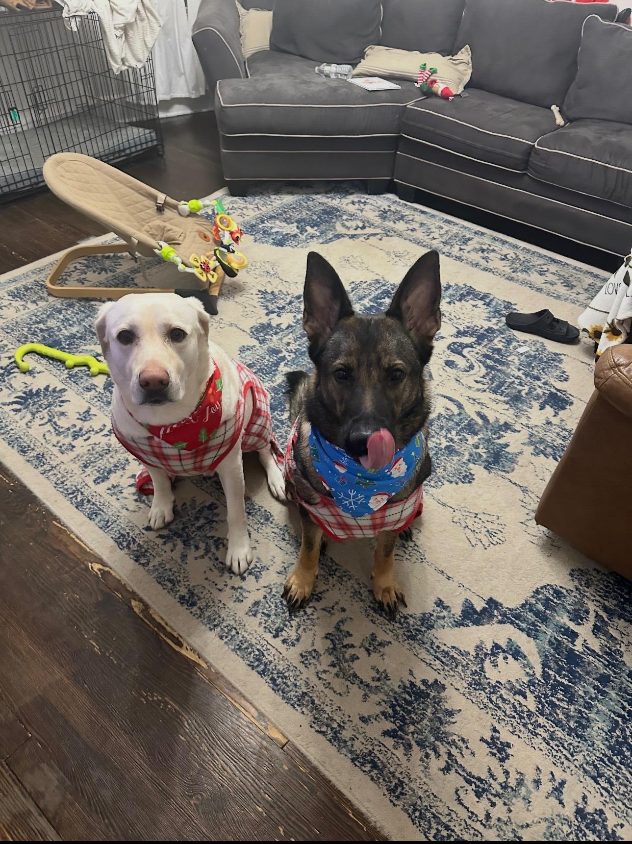 Luna and Sammy, a ADOPTABLE mixed breed in Mahwah, NJ image 5/6