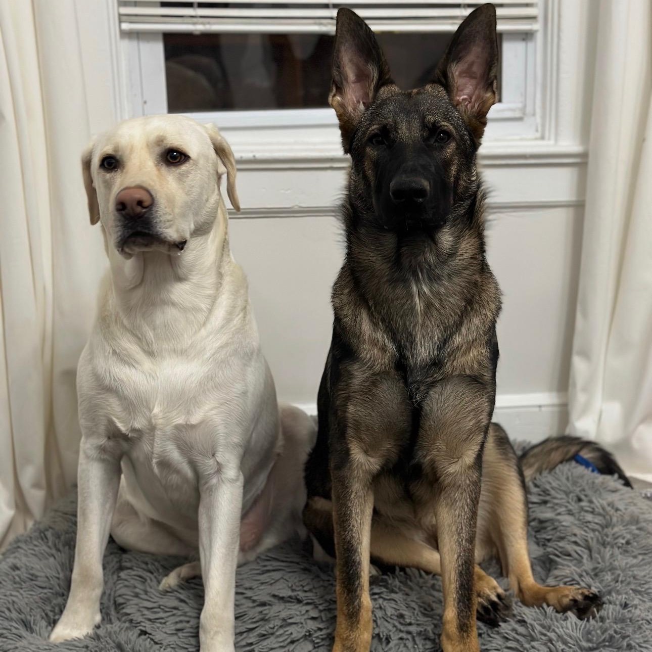 Luna and Sammy, ADOPTABLE, Adult Female German Shepherd Dog & Yellow Labrador Retriever.