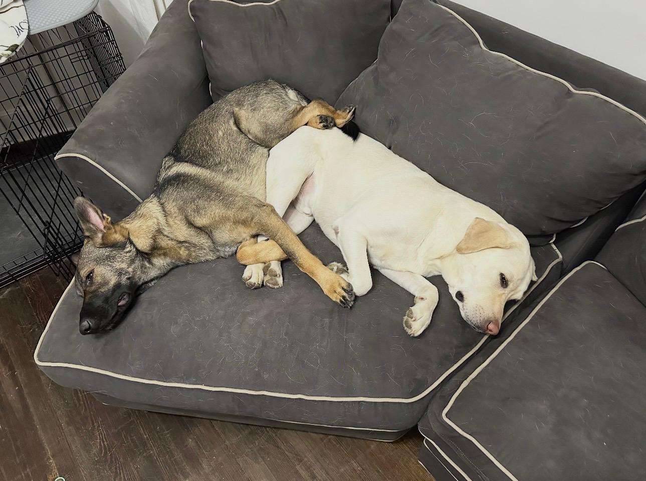 Luna and Sammy, a ADOPTABLE mixed breed in Mahwah, NJ image 3/6