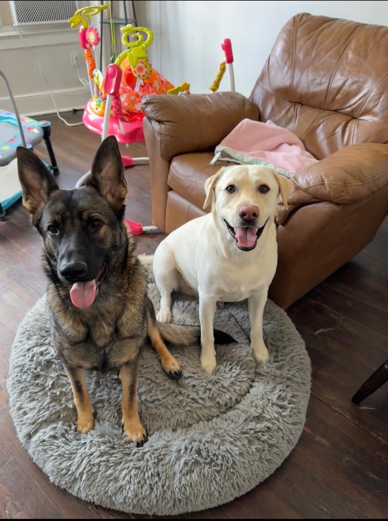 Luna and Sammy, a ADOPTABLE mixed breed in Mahwah, NJ image 2/6