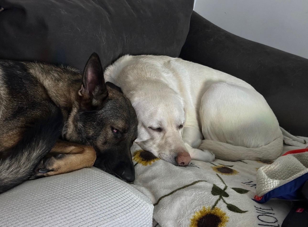 Luna and Sammy, a ADOPTABLE mixed breed in Mahwah, NJ image 4/6