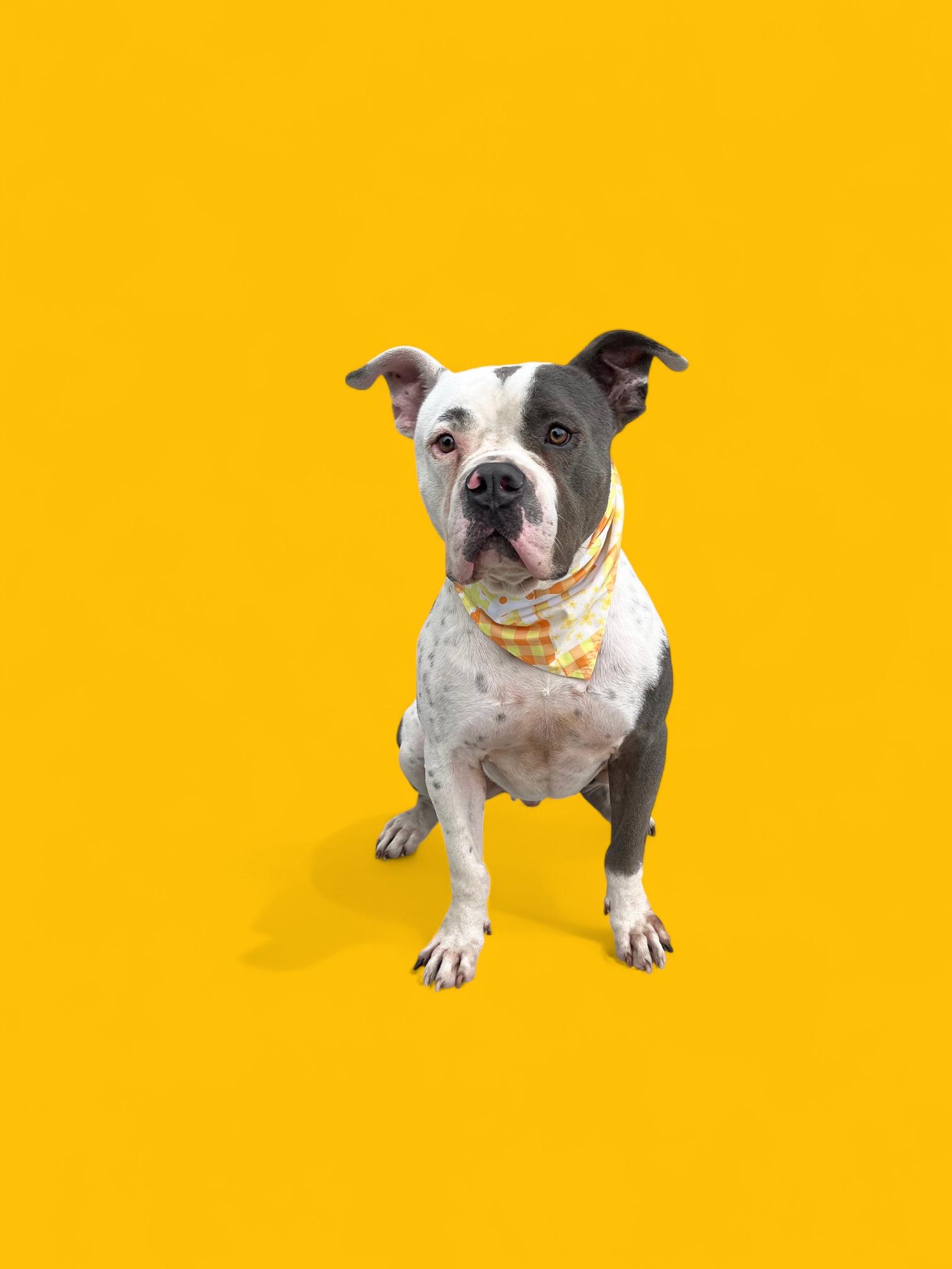 Silvio-ADOPT Me!!, a Adoptable American Bully in Redondo Beach, CA image 2/5
